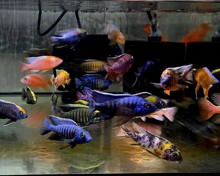 Assorted Med-large African Cichlid ~ 6-8cm Special Offer